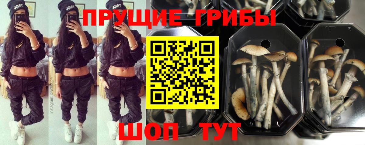 Ковров  Галлюциногенные грибы GOLDEN TEACHER  Вход с VPN  Псилоцибиновые грибы Magic Shrooms 